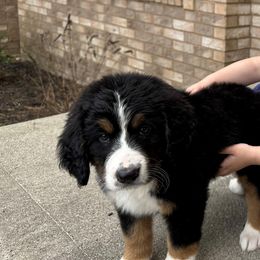 Bernedoodle Puppies from Buckingham's Bernedoodle Buddies