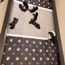 Billie Eilish - Black female Newfoundland puppy in Tully, New York from Bear Paw Newfoundlands