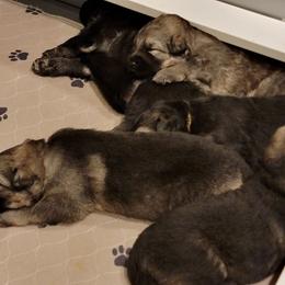 Puppy 2 - Gray sable male Shiloh Shepherd puppy in Plant City, Florida from Look Up Shilohs