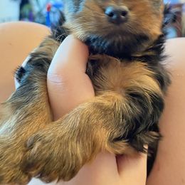 Yorkshire Terrier Puppies from Cutest AKC Arizona Yorkies
