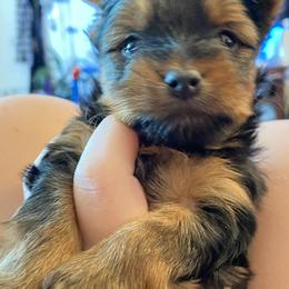 Yorkshire Terrier Puppies from Cutest AKC Arizona Yorkies