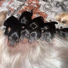 Yorkshire Terrier Puppies from The Yorkie House