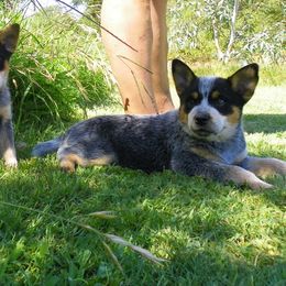 Australian Cattle Dog Puppies from Willowbrook Kennels