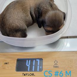 Dachshund Puppies from CLARK'S BREEDING PROGRAM