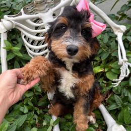 Teeter - Trained - Fully vaccinated. - Tri-color female Bernedoodle puppy in Herriman, Utah from Gypsi Doodles & Poodles LLC.