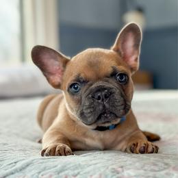 Joe - Blue fawn male French Bulldog puppy in Monett, Missouri from Bailey French Bulldogs