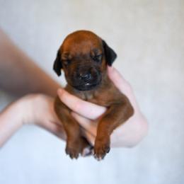 Miss White - Rd whtn blk nose female Rhodesian Ridgeback puppy in Hillman, Minnesota from Rhoxwood Kennel
