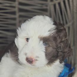 Buddy - Brown and white male Aussiedoodle puppy in Lincoln, California from Pasta Puppies Doodles