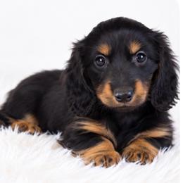 Duke - Black and tan male Dachshund puppy in Farmington, Missouri from Eva Leas Pups