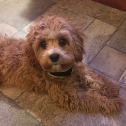 Cavapoos and Goldendoodles from My Toy Goldendoodles