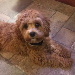 Cavapoos and Goldendoodles from My Toy Goldendoodles