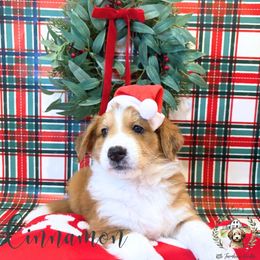 Cinnamon - Red male Aussiedoodle puppy in Land O' Lakes, Florida from Olive’s Little Farmhouse Doodles