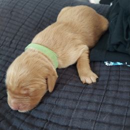 Golden Retriever Puppies from Golden On The Hill