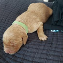 Golden Retriever Puppies from Golden On The Hill