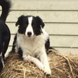 Holly - Border Collie