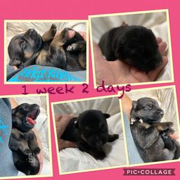 German Shepherd Puppies from Jemira Kennel