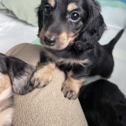 Dachshund Puppies from Luyala Dachshunds