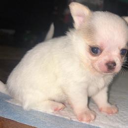 Law (Was Reign) - Black sabled fawn male Chihuahua puppy in New Castle, Delaware from Sasha’s Elite Kennel LLC