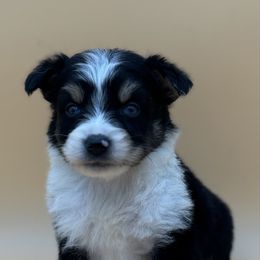Shania - Black tri-color female Australian Shepherd puppy in Porterville, California from Wild Oak Farms