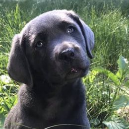 Dilute Retrievers, French Bulldogs, and Labrador Retrievers from Quiet Valley Ranch Labradors and Frenchies