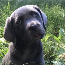 Dilute Retrievers, French Bulldogs, and Labrador Retrievers from Quiet Valley Ranch Labradors and Frenchies