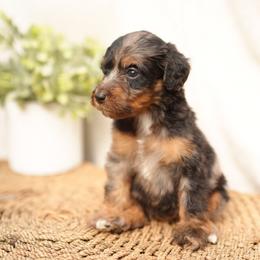 Half n half - Merle female Bernedoodle puppy in Spokane, Washington from Doodle Love