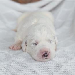 Girl 2 - White female Great Pyrenees puppy in Yakima, Washington from Naches Heights Ranch