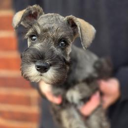 Scout - Salt and pepper male Miniature Schnauzer puppy in Piedmont, Oklahoma from J&K's Miniature Schnauzers