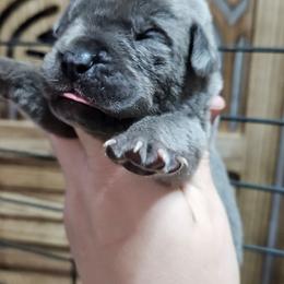 Magenta Collar Female - Gray female Cane Corso puppy in Lewistown, Montana from Corsi Amore Kennels
