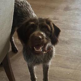 Wirehaired Pointing Griffon puppies from Daehler's Wirehaired Pointing Griffons