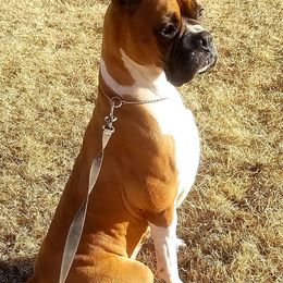 Boxers from Sherry Wilmot's Boxers