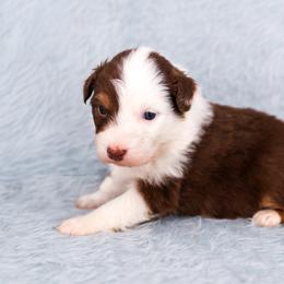 Bloom - Red tri-color female Australian Shepherd puppy in Riverton, Utah from Prestige Aussies