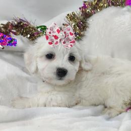 Maxine: OFA parents - White female Coton de Tulear puppy in Westfield, North Carolina from Legacy Pets