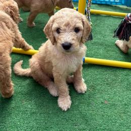 Lilac - Golden female Double Doodle puppy in El Cajon, California from Calibear Doodles