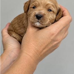 Turkey - Red  male Goldendoodle puppy in O'fallon, Missouri from Rockin R Doodles