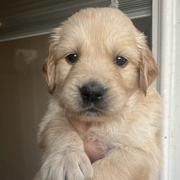 Silver female - Golden female Golden Retriever puppy in Jesup, Georgia from Painted Platinum Retrievers (Painted Platinum Kennel) PPK