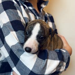 Charles - White and fawn brindle male Whippet puppy in Kingston, Tennessee from Smithfield Park