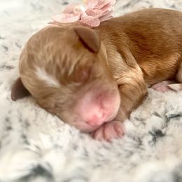 PECAN PIE - Apricot female Goldendoodle puppy in Houston, Texas from Pia’s Doodle Poodle Wag