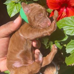 Roux - Red  male Poodle puppy in Corona, California from Garden Of Poodles