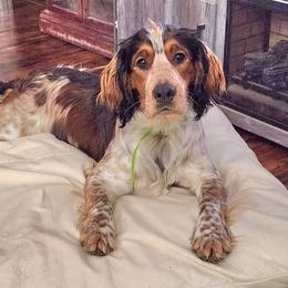 Rip - English Springer Spaniel