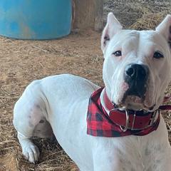 Fiona - Dogo Argentino