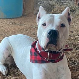 Fiona - Dogo Argentino