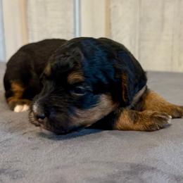 Buckeye - Black phantom male Aussiedoodle puppy in Rock Hill, South Carolina from LolliPop Farms