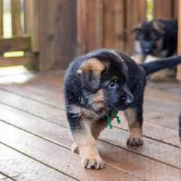German Shepherd Puppies from Flood Farm German Shepherds