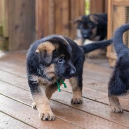 German Shepherd Puppies from Flood Farm German Shepherds