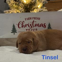 Tinsel - Yellow male Labrador Retriever puppy in Tigard, Oregon from Morrison Labrador Retreivers