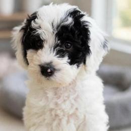 Glacier - White female Sheepadoodle puppy in Spokane, Washington from Downriver Doodles