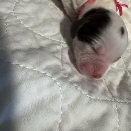 Pink collar - Liver white and tan female English Springer Spaniel puppy in Elma, Washington from McCartney Springer’s