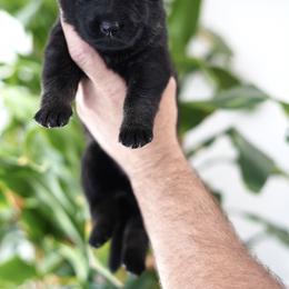 Dior - Sable female German Shepherd puppy in Coarsegold, California from Yosemite Shepherds
