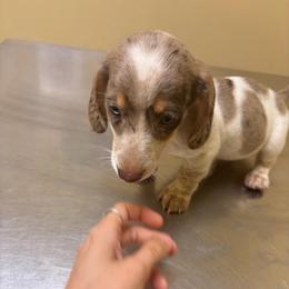 Finn - Dapple male Dachshund puppy in Conroe, Texas from R&M Dachshunds